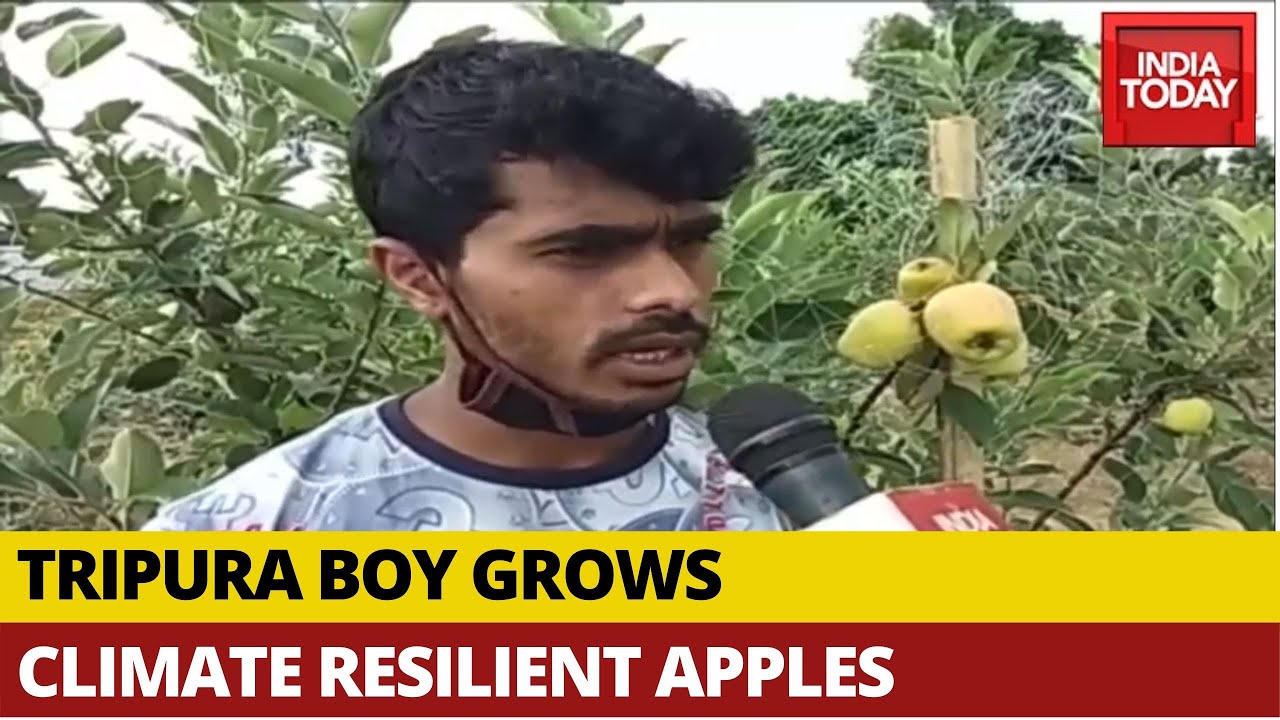 College Student Successfully Grows Apples In Tripura, CM Extends Support