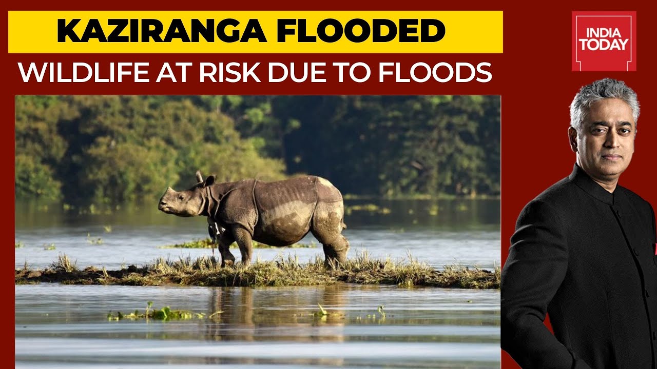 Kaziranga Flooded: Is There Solution To Avoid This Catastrophe?